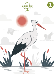Cigognes